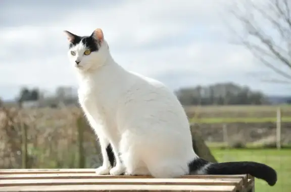 Animaux perdus Gennes-Val-de-Loire, photo: Chatte blanche perdue à Gennes