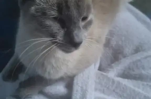 Chat retrouvé à Rambervillers - photo