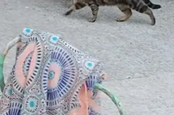 Chat maigre trouvé à Beausite - photo
