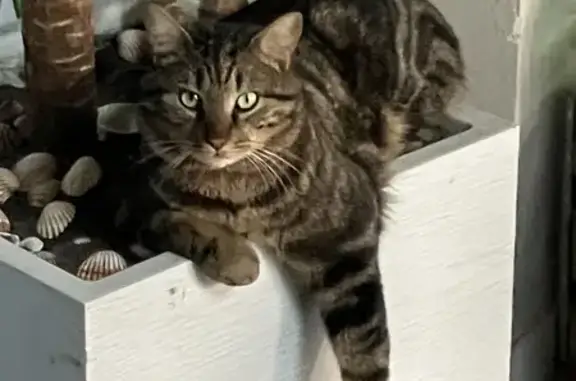 Animaux perdus Mont-de-Marsan, photo: Chat Saphir disparu à Mont-de-Marsan