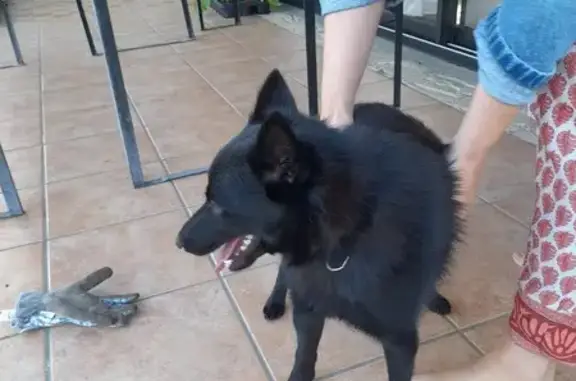 Chien noir mâle perdu retrouvé - photo