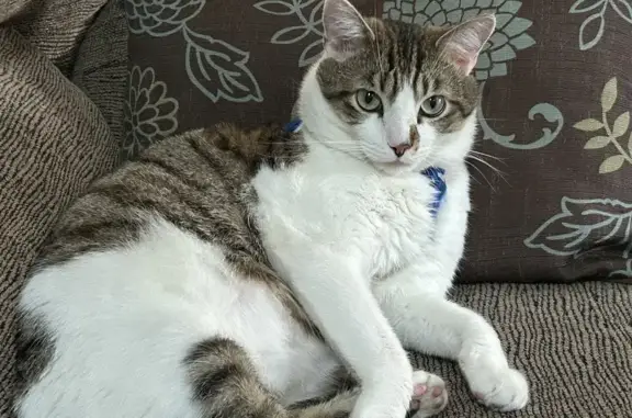 Lost Young Male Cat in Warren, IL - Help!