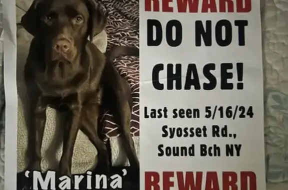 Lost Chocolate Lab: Help Find Marina!