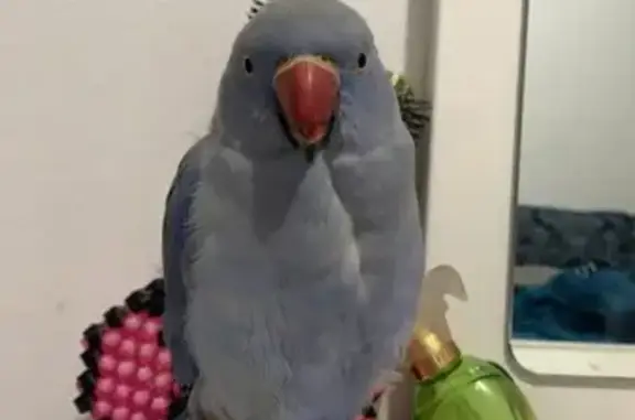 Lost! Blue Indian Ringneck - H...