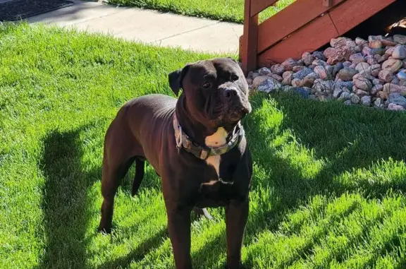 Found Pit Bull: Safe & Reported in Denver!