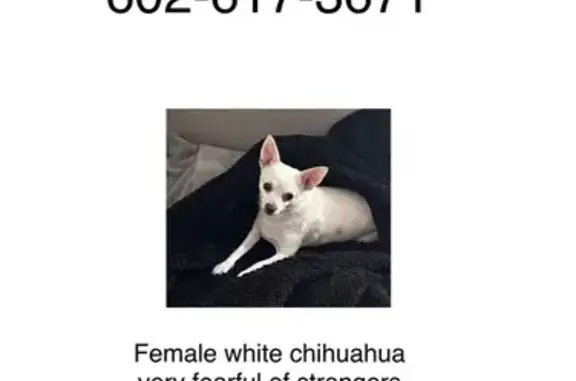 Lost Pup Alert: Young Female - 20th St N, 3165