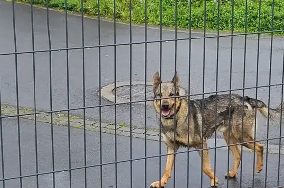 Trouvé: Berger croisé à Plémy - photo