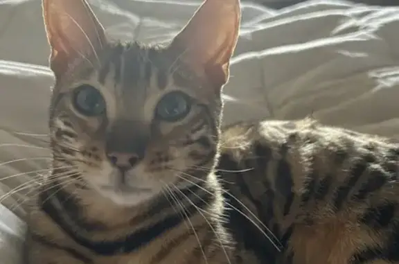 Animaux perdus Paray-Vieille-Poste, photo: Chat Bengal Perdu - Paray-Vieille