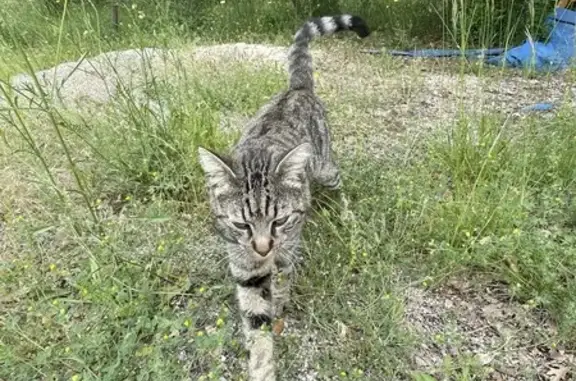 Chat gris tigré trouvé à Camps-la-Source - photo