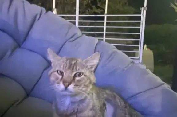 Chat tigré blessé trouvé à Montélier - photo
