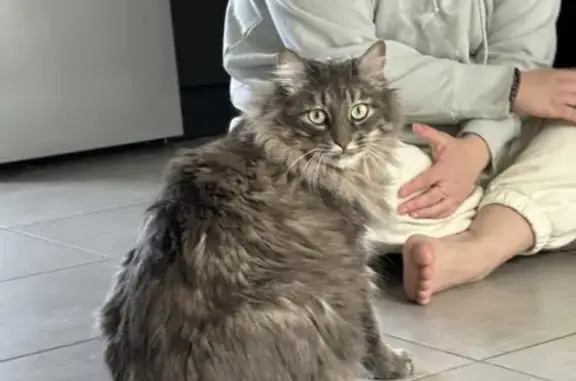 Chat perdu, Bonnemain, photo: Chat gris à poil long perdu