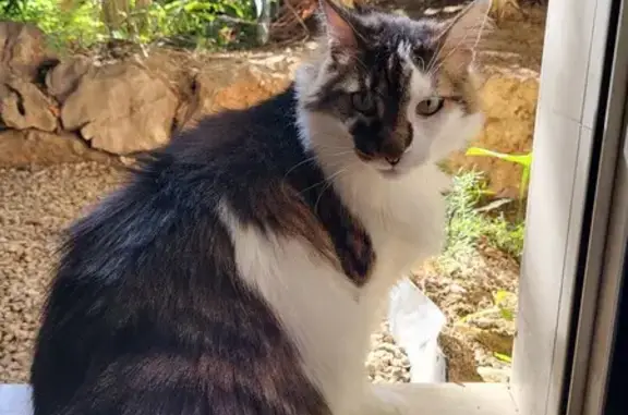 Chat perdu, , photo: Appel: Aidez à retrouver Tony