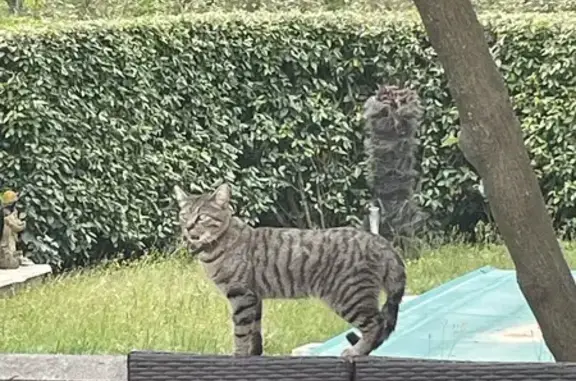 Chat câlin gris tigré retrouvé - photo