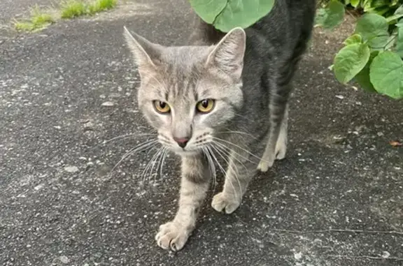 Chat gris sociable trouvé à Villeurbanne - photo