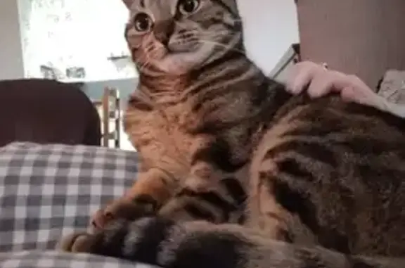 Animaux perdus Armentières, photo: Chatte Swann perdue à Armentières