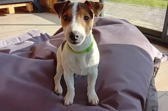 Chien perdu , photo : Jack Russell perdu à Notre-Dame-du-Pré