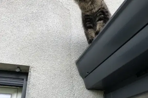 Chat perdu, Confrançon, photo: Chat Tomy disparu - Confrançon