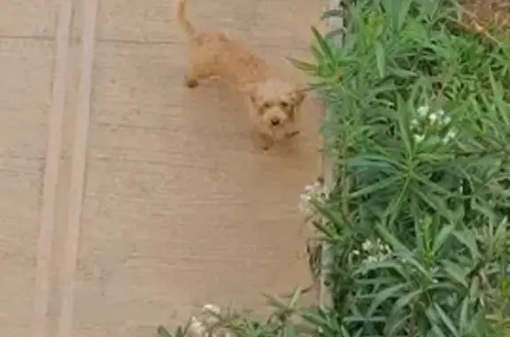 Chien frisé marron trouvé à Torra - photo