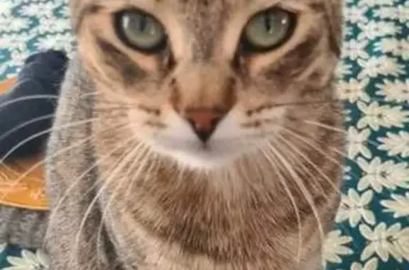 Animaux perdus Saint-Marcel-lès-Valence, photo: Chatte Skadi grise perdue à Saint-Marcel