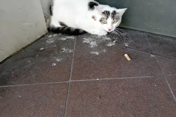 Chat retrouvé à Marmande, 46 - photo