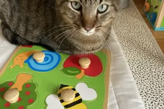Animaux perdus , photo: Isidore, chat tigré boiteux perdu