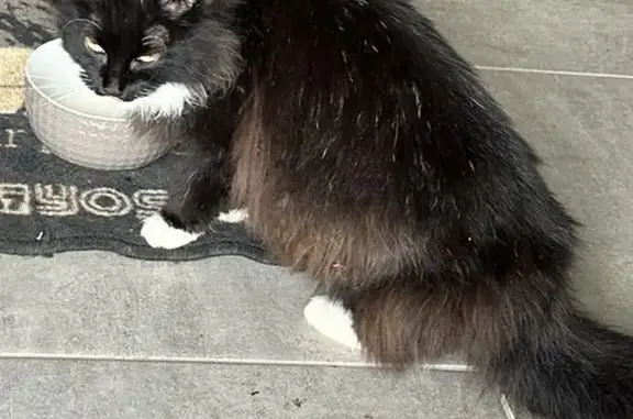 Chatte angora noire/blanche trouvée - photo