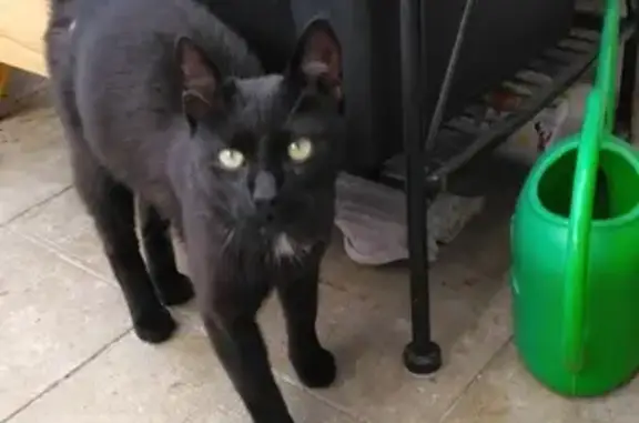 Chaton noir trouvé à Blois - photo