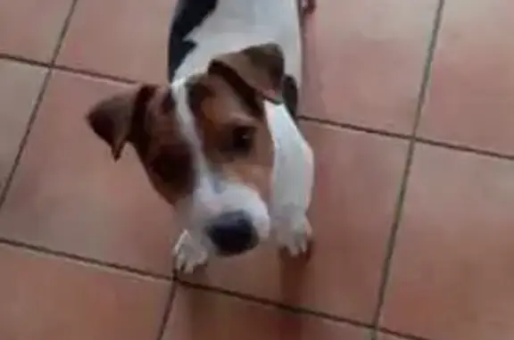 Jack Russell perdu à Notre-Dame - photo