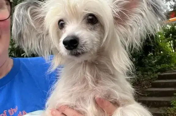 Help Find Pinky: Lost White Crested Dog!