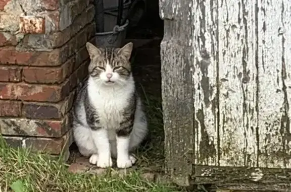 Chat trouvé , photo: Chat tigré blessé trouvé à Montigny