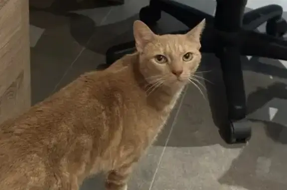 Animaux perdus , photo: Chat roux perdu à Boismont