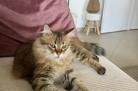 Chat perdu, Avignon, photo: Chat tigré perdu à Avignon