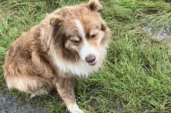 Chien trouvé La Meilleraie-Tillay, photo: Chien retrouvé à La Meilleraie