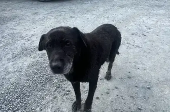 Chien perdu: âgé et maigre à Calanhel - photo