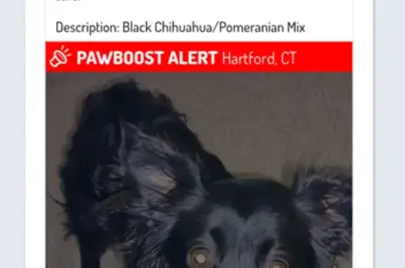 Lost Dog Alert: Macho, Black & White Chi-Pom!