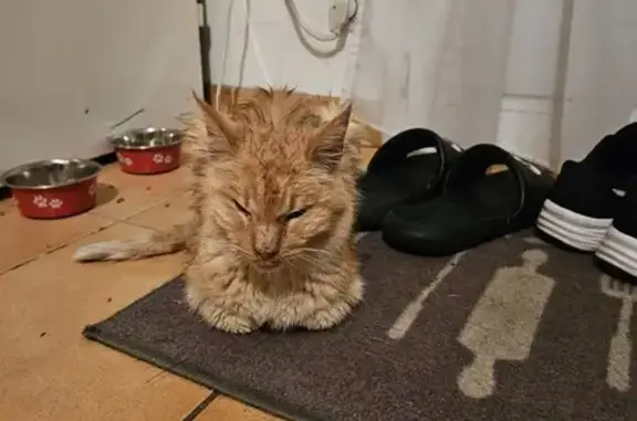 Chat aveugle tigré trouvé à Angoulême - photo