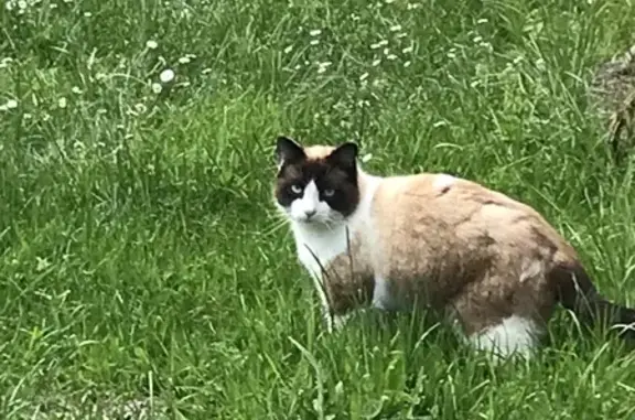 Chat trouvé Bazas, photo: Chat siamois retrouvé à Bazas