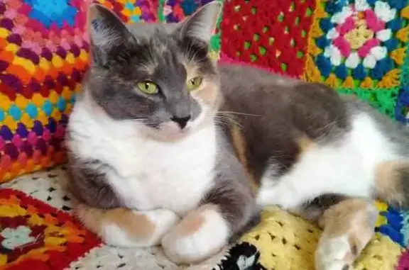 Animaux perdus Troyes, photo: Chatte tricolore Plume disparue