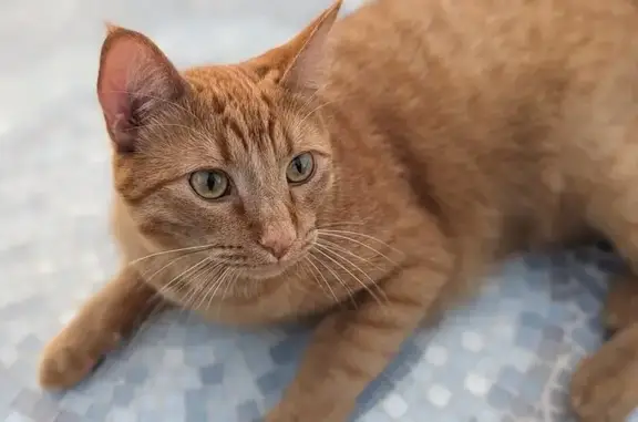 Lost! Skittish Male Orange Cat - Murray, UT