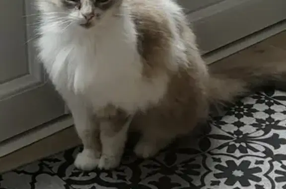 Chatte tricolore trouvée à Peyrehorade - photo