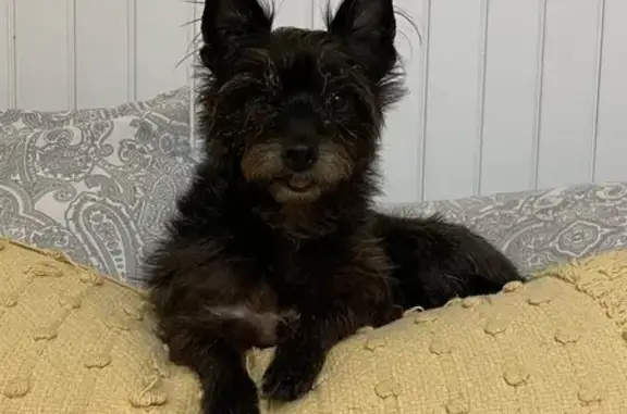 Lost Black Yorkie Mix - Tiny | Help Find Her!