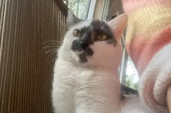 Chat perdu, , photo: Bella, chat sociable perdu D278A