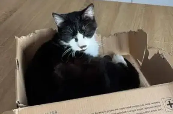 Chatte noire/blanche trouvée - photo
