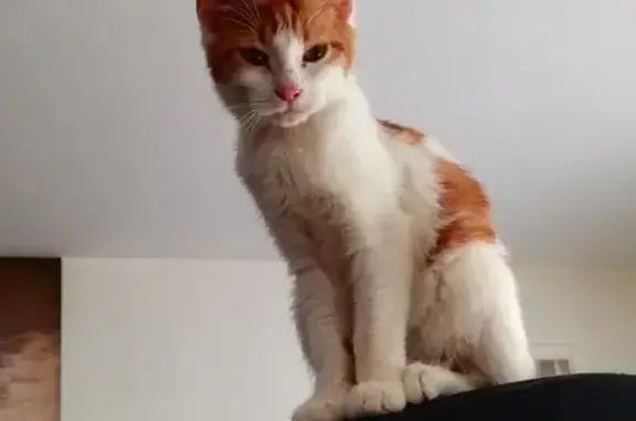 Chatte rousse trouvée à Lesneven - photo