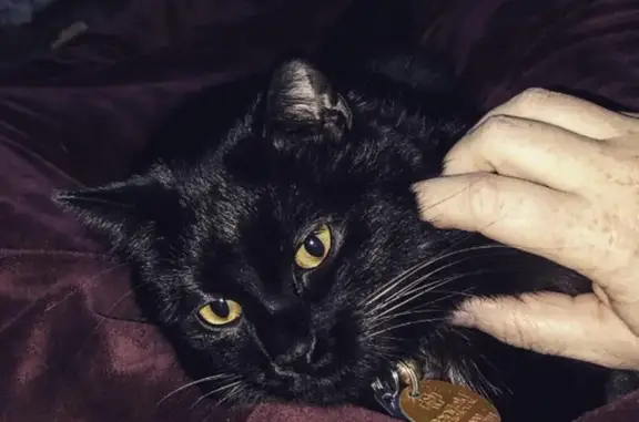 Lost Black Cat Near Sand Creek - Coon Rapids, MN