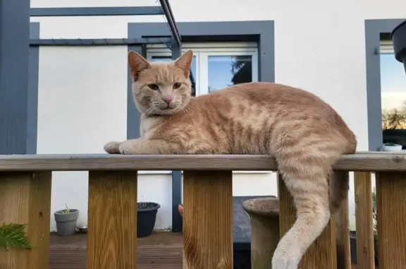 Stanley, chat câlin disparu - photo