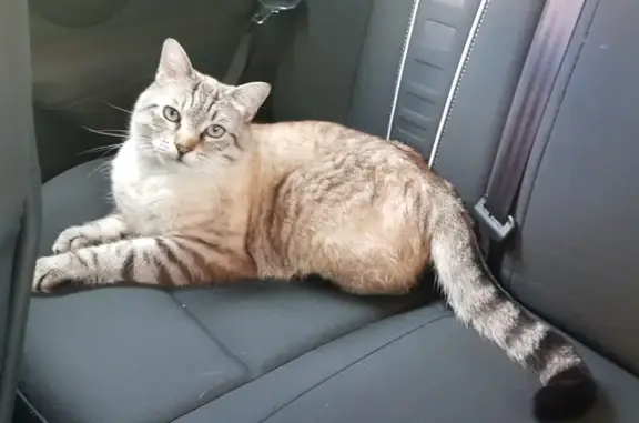 Animaux perdus Creutzwald, photo: Chat blanc tigré perdu à Creutzwald