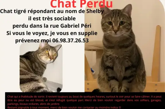 Animaux perdus Le Havre, photo: Chat tigré perdu au Havre