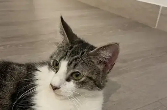 Chat trouvé , photo: Chatte trouvée à Saint-Galmier