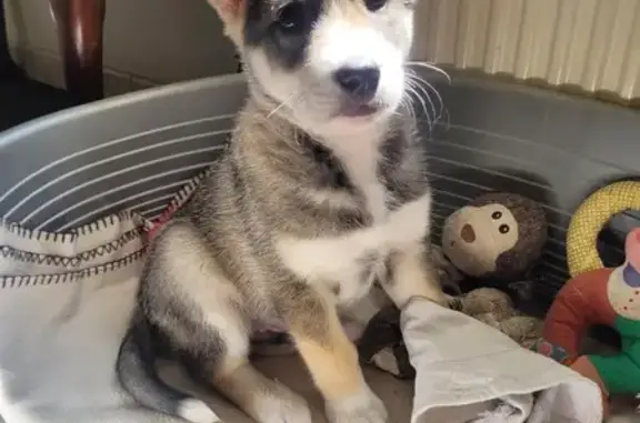 Chiot mâle perdu à Loudéac - photo